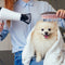 Pet Groomings