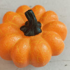 Pumpkin / Shorts